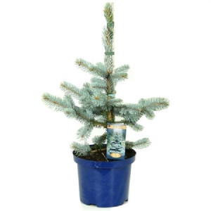 Ель колючая Хупси (голубая ель)  